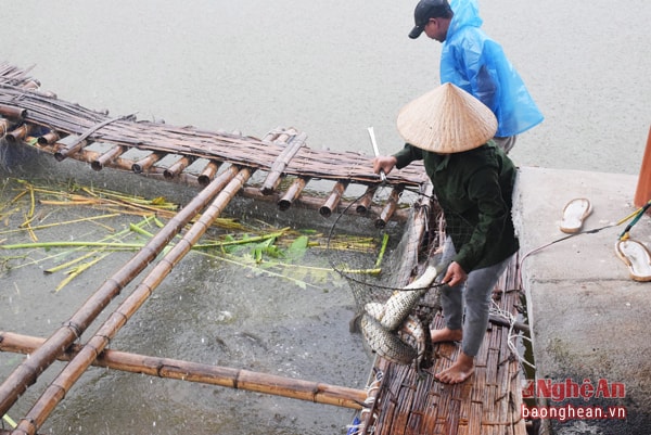 Cá được nuôi thả trong ao, phục vụ thực phẩm tươi, sạch cho khách mỗi khi dừng chân ở Trạm dừng chân số 9 (đoạn qua xã Nghĩa Lộc, Nghĩa Đàn).