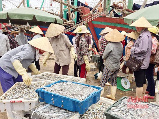 Những ngày đầu đợt áp thấp, các thuyền khai thác đều trúng đậm, cảng Lạch Quèn (Tiến Thủy) tấp nập người vào thu mua cá.