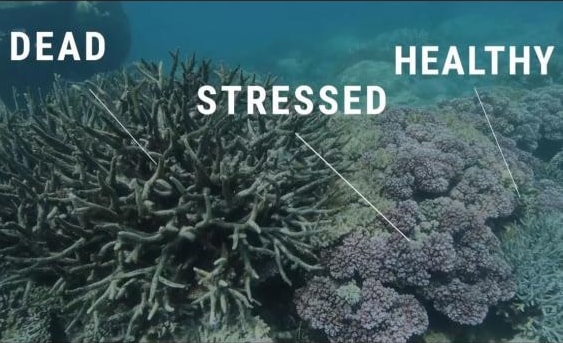 Các tình trạng khác nhau của san hô tại Great barrier (Ảnh: Climate Council)