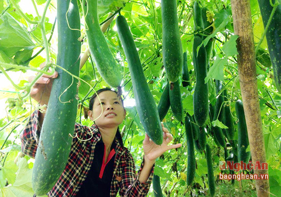 Mô hình giảm nghèo của phụ nữ huyện Đô Lương. Ảnh tư liệu Báo Nghệ An