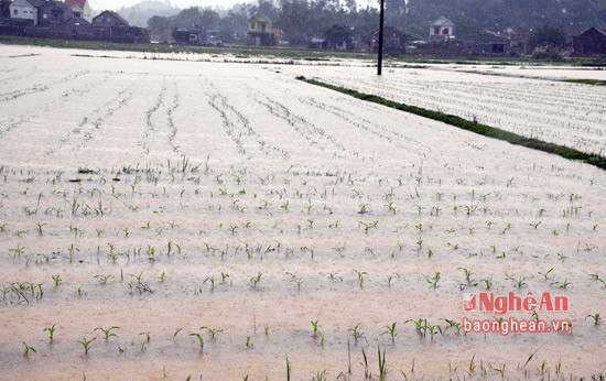 Những cánh đồng ngô đông trên đất 2 lúa ở xã mỹ thành, huyện yên thành ngập trong nước.