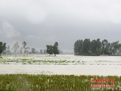 Nhiều diện tích cây ràu màu trên đất hai lúa ở Diễn Châu bị ngập chìm trong nước (Ảnh: Quang An)