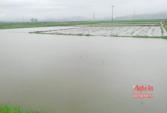 Nhiều cánh đồng ở Quỳnh Lưu bị biến thành sông, nhấn chìm hàng nghìn ha cây vụ Đông.
