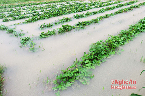 Nhiều diện tích trồng khoai lang vụ đông trên địa bàn Diễn Cát bị ngập nước