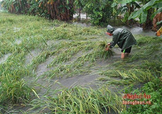 Người dân đội mưa cột những cây lúa đổ ngã dưới nước để mong vớt vát chút ít trong trận lũ.