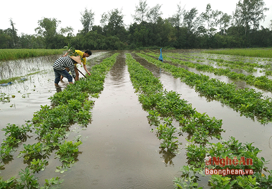 Tại cánh đồng lạc trái mùa cũng bị ngập úng.