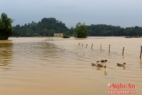  Tại xã Thanh Xuân, nước lụt đã chia cắt nhiều xóm. Trong ảnh: Đường đến nhà văn hóa xóm Xuân Hồng ngập trong nước lụt mênh mông.  