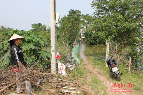 Suốt dọc đường thuộc xóm 7 Hưng Lợi cạnh đê Tả Lam, hầu như ngôi nhà nào cũng bị nước lụt bao quanh.