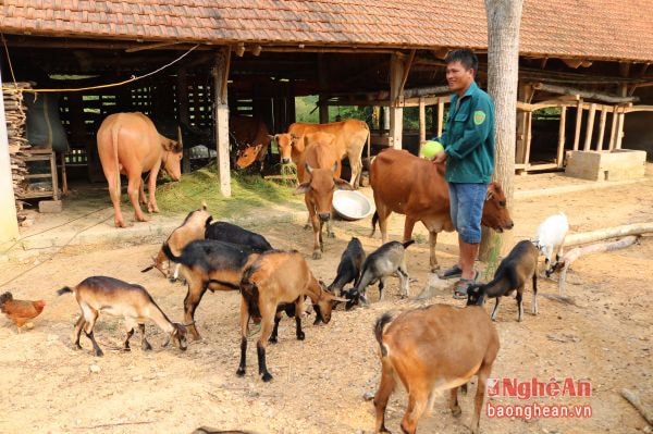 Phát triển chăn nuôi đang chủ yếu quy mô nhỏ lẻ.