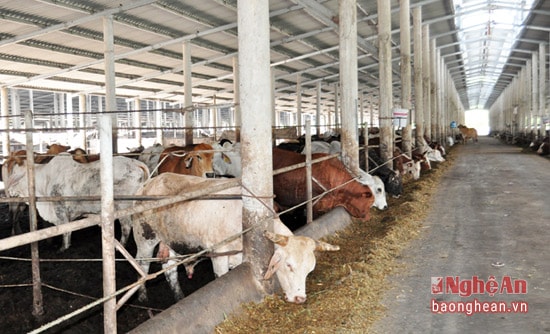 Tình trạng ô nhiễm môi trường từ các trang trại chăn nuôi vẫn chậm khắc phục