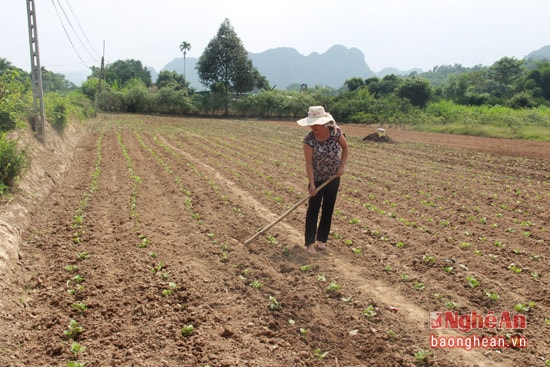 Mô tả ảnh.