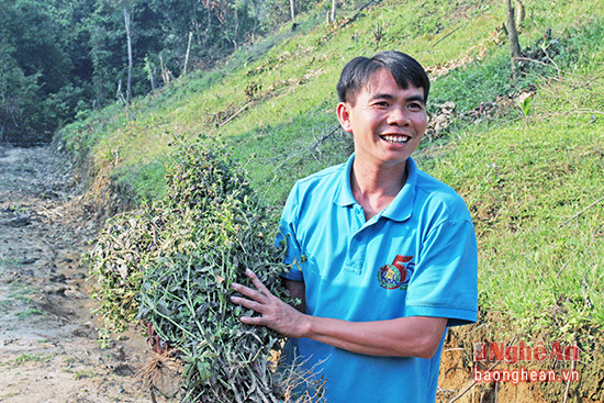 Anh Vi Văn Thắng ở bản Quyn (Quang Phong, Quế Phong) và cây nhân trần vừa thu hái.