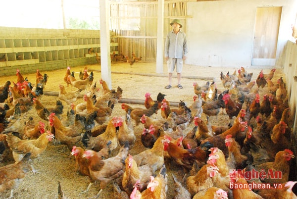 Ông Trần Công sơn đang chăm sóc đàng gà