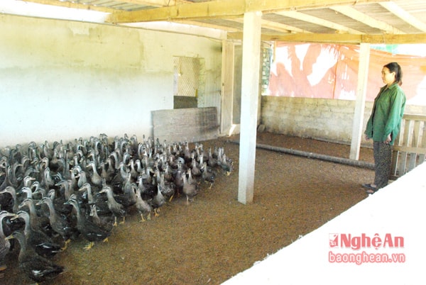 Bà Hoàng thị Nhung với đàn vịt trời 4000 con