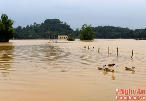 Nhiều vùng dân cư ở Nghệ An đang bị ngập lụt.