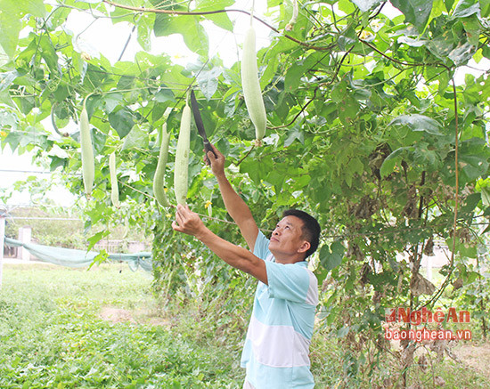 Phát triển nông nghiệp vùng ngoại thành gắn với nhu cầu của cư dân đô thị Vinh.