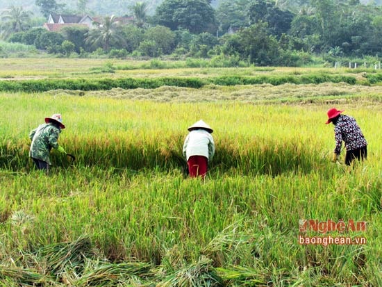 Nông dân Thái Hòa thu hoạch lúa mùa muộn, năng suất đạt thấp chỉ từ 3 - 3,5 tấn/ha.