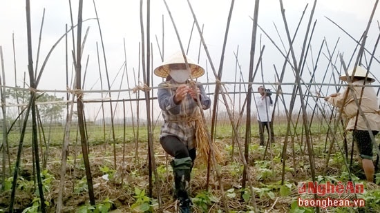 Nông dân Đô Lương ra đồng chăm sóc cây vụ đông.