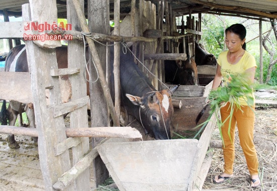 Giống bò Mông có tầm vóc tương đối to, phù hợp với điều kiện vùng miền núi cao, các nhà khoa học khuyến khích tiếp tục phát triển ở Nghệ An.