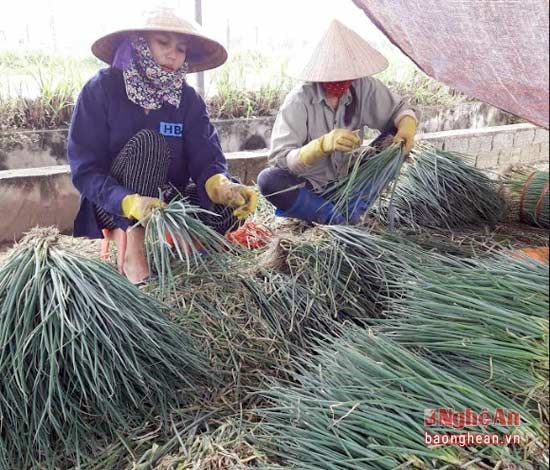 Nhiều diện tích hành ở vùng bãi ngang Quỳnh Lưu bị hư hỏng, bà con tranh thủ thu hoạch để trồng vụ mới.