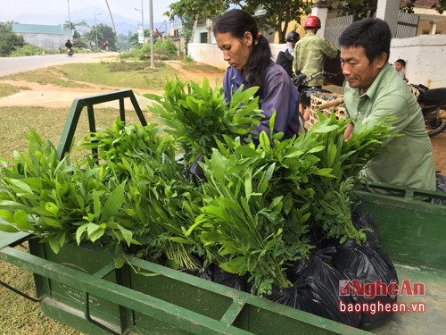 Người dân Nậm Nhóng (Quế Phong) vui mừng nhận giống cây keo lai để phủ xanh đất trống đồi trọc.