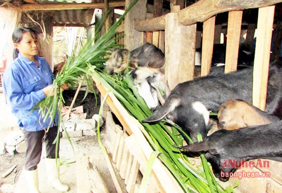 Mô hình phát triển kinh tế tổng hợp của thanh niên Nguyễn Thị Hà,  xóm Sơn Thành, xã Hùng Thành hiện đang đầu tư nuôi 30 con dê; 4 con bò; 60 con lợn và hàng trăm con gà thả đồi, cho thu nhập 12 triệu đồng/tháng.