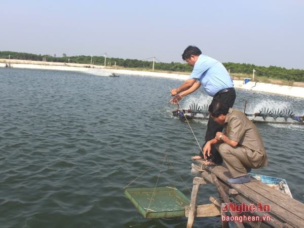 Hai năm nay, môi trường ao nuôi tôm của hộ ông Nguyễn Văn Khánh, xã Quỳnh Minh (Quỳnh Lưu) rất sạch nhờ đầu tư làm ao lắng. Ảnh: P.H