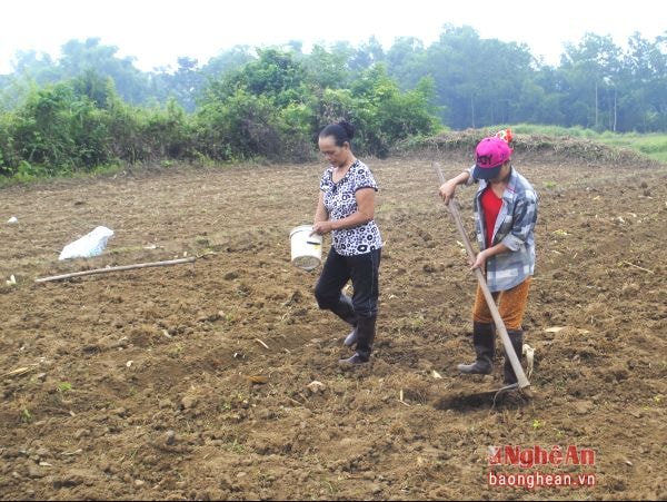 Bà con chuyển đổi từ đất lúa sang trồng ngô ở xã Châu Đình (Quỳ Hợp).Ảnh: V.T