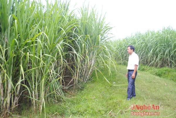 Cánh đồng mía chuyển đổi từ đất lúa ở bản Còn, xã Châu Quang (Quỳ Hợp). Ảnh: V.T