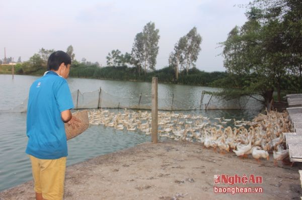 Mô hình trang trại của gia đình anh Lưu Đức Quyết ở xóm 7, xã Hưng Đạo (Hưng Nguyên).Ảnh: V.T