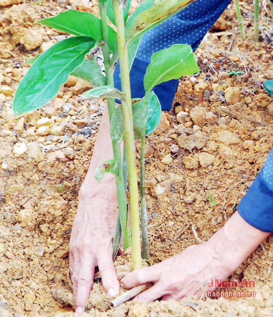 Trồng riềng tuy vốn đầu tư không nhiều, nhưng quá trình chăm sóc đòi hỏi nhiều công. Chính vì vậy khi trồng cây riềng mới cần phải đúng kỹ thuật và chọn thời tiết phù hợp.