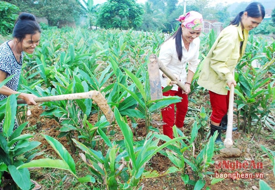 Mô hình trồng riềng ở xóm Tiền Phong, xã Nam Hưng (Nam Đàn) đã có gần 20 năm nay với gần 80 hộ tham gia. Tuy nhiên, 5 năm gần đây phụ nữ xóm thành lập 10 tổ trồng riềng, mỗi tổ trên 20 người để cùng giúp đỡ nhau, các chị thay phiên nhau, hôm nay làm nhà này, ngày mai làm nhà kia. 