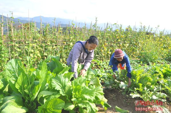 Mô hình rau sạch ở bản Phòng, xã Thạch Giám (Tương Dương) được Ủy ban Kiểm tra Tỉnh ủy giúp đỡ.