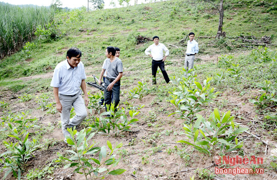 Lãnh đạo Công ty CP lâm nghiệp tháng Năm khảo sát vùng nguyên liệu tại xã Quế Sơn