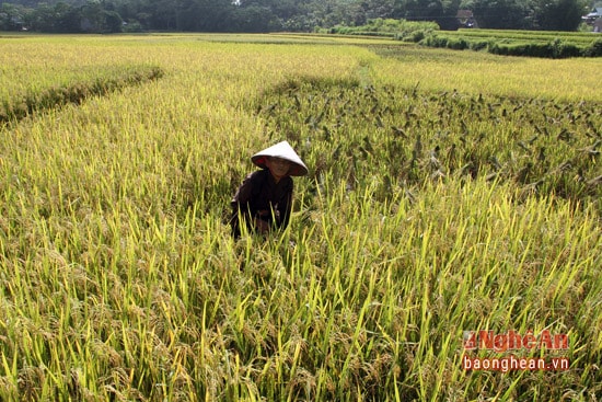 Ngày lễ của bà Hà Thị Tiển bắt đầu bằng việc cầm hái xuống ruộng gặt lúa. Bà cụ cho biết người chồng mất từ năm 2004 đến nay để lại “gia tài” là 520m2 ruộng nước. Để lo được cái ăn, bà tự tay đào đất cho tơi xốp để có thể gieo cấy. Với công việc này, một chiếc máy cày loại nhỏ chỉ mất vài giờ đồng hồ, còn bà phải một tuần đào bới cật lực mới xong đám ruộng.