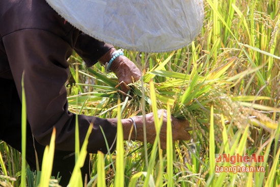 Bà Tiển có 3 người con nhưng có đứa lập gia đình ở xa. Người con gái đầu ở với bà thì  mắc bệnh tâm thần, lúc mê, lúc tỉnh. Thỉnh thoảng chị ta lại bỏ nhà đi hàng tháng liền. Hầu như bà chẳng có ai đỡ đần việc nhà.