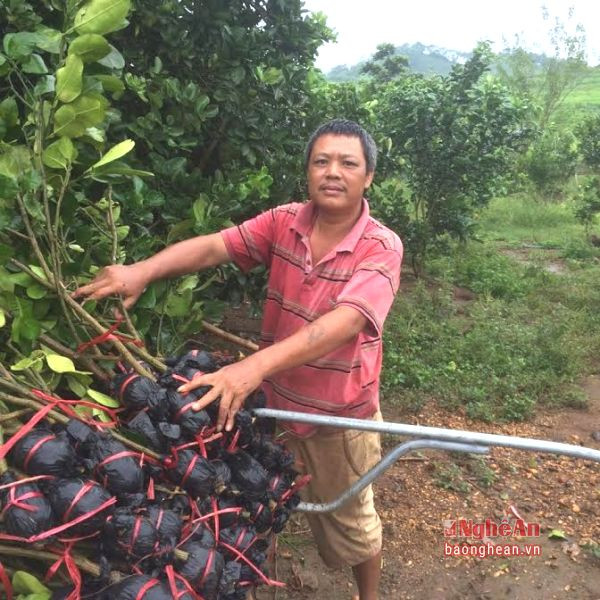 Ngoài trồng cây, HTX Phủ Quỳ còn ươm và bán giống cây có múi cho nhân dân trên địa bàn.