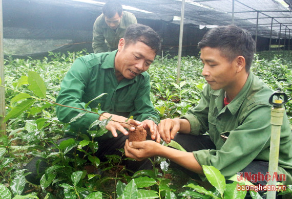 Số bầu giống này đã được ươm trồng qua 7 tháng, khoảng gần 5 tháng nữa là có thể được gieo trồng. Đây là số giống mà Tổng đội sẽ mở rộng diện tích gieo trồng vào vụ tới cũng như cung cấp cho bà con người Mông đang cư trú trên địa bàn. 