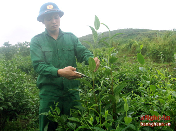 anh Đàm Ngọc Văn, một cán bộ kỹ thuật của Tổng đội đang tiến hành lấy hom chè để ươm giống. Anh là một trong 8 tri thức trẻ tốt nghiệp tại các trường đại học đã mang niềm nhiệt huyết của mình để gắn liền với Tổng đội trong suốt những năm qua để sát cánh cùng bà con cùng vượt khó làm ăn. 