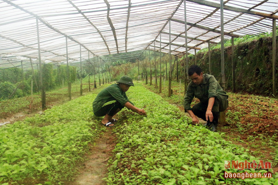 Bên cạnh cây chè, hiện Tổng đội đang tiến hành ươm hơn 30 vạn cây giống gồm bắp cải, su hào và một số loại rau khác để cung cấp cho bà con vào mùa trồng rau cho thị trường tết.  