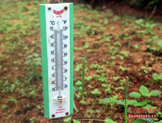 Diện tích rau giống được chăm sóc cẩn thận trong vườn ươm và có nhiệt kế  để kiểm tra nhiệt độ hằng ngày. Từ đó điều tiết hệ thống tưới tiêu để cung cấp độ ẩm phù hợp cho cây giống.
