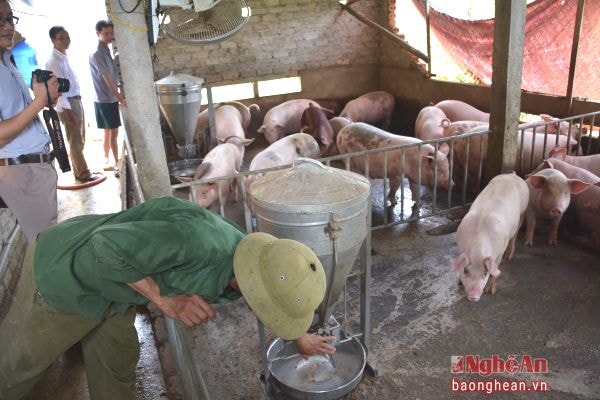 Đẩy mạnh phát triển chăn nuôi.