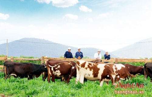 Hiện trang trại bò sữa Organic đầu tiên tại Việt Nam củaVinamilk đã hoàn thành việc đánh giá chuẩn Organic Châu Âu cho đồng cỏ, trang trại bò sữa