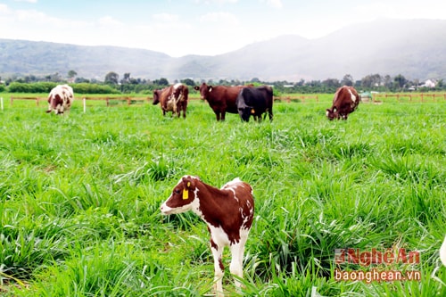 Hiện trang trại bò sữa Organic đầu tiên tại Việt Nam củaVinamilk đã hoàn thành việc đánh giá chuẩn Organic Châu Âu cho đồng cỏ, trang trại bò sữa