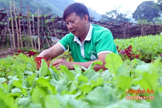 Thầy hiệu trưởng Nguyễn Công Danh chăm sóc vườn rau cho học sinh.