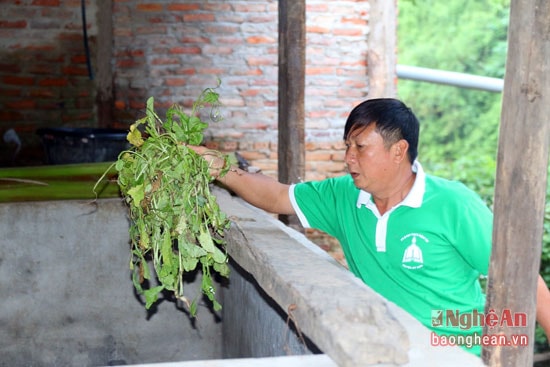 Lúc rảnh rỗi, thầy Danh lại tìm rau cỏ về làm thức ăn cho lợn.