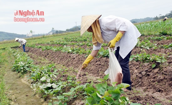 Gia đình bà Nguyễn Thị danh, xóm Kim Thành, xã Hùng Thành có 12 thước khoai lang cũng bị ngập nước, nay gia đình chăm sóc bằng cách xới xáo đất trên luống, kết hợp bón phân ka ly vào gốc.