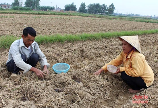 Nông dân Diễn Châu ra đồng khôi phục sản xuất vụ Đông (Ảnh: Phú Hương).