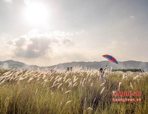 Những bãi lau ngút ngàn thu hút nhiều bạn trẻ đến chụp ảnh và chiêm ngưỡng vẻ đẹp tinh khôi của những bông cỏ lau đang nở trắng.