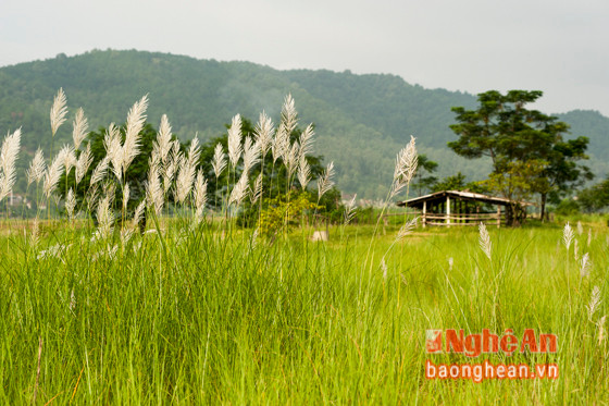 Bãi lau ở xã Hồng Long (Nam Đàn) cũng là một địa điểm được nhiều bạn trẻ lựa chọn khám phá.